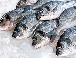 West-Vlaanderen - Visgroothandel en Verwerkingsbedrijf over te nemen