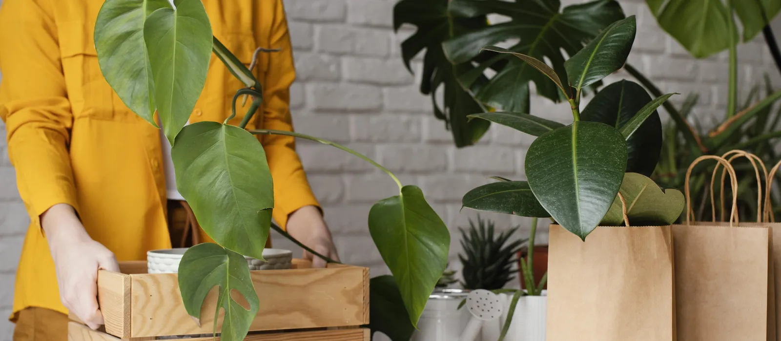 1762422737-woman-putting-plant-wooden-box