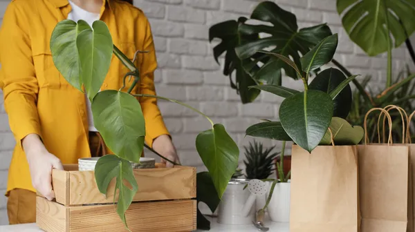 1762422737-woman-putting-plant-wooden-box